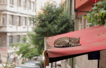 Город кошек / Kedi (2016)